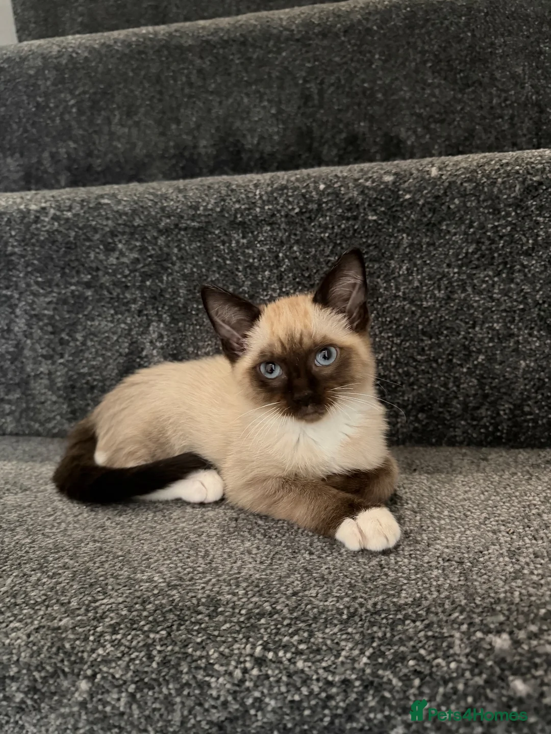 Ragamese cats for sale:  Ragamese Kittens (Ragdoll x Siamese Mix)  - Advert 5