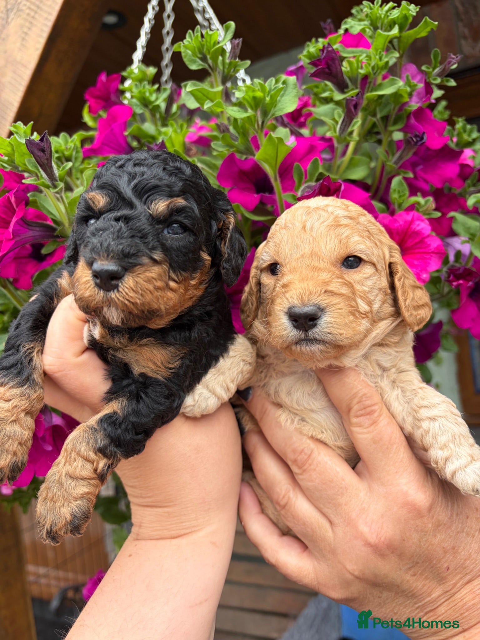 Cockapoo dogs F1b cockapoo puppies. Health tested parents.  - Advert 1