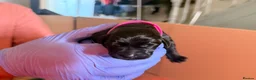 Labrador Retriever dogs for sale: Beautiful litter of Labrador Puppies  - Advert 28