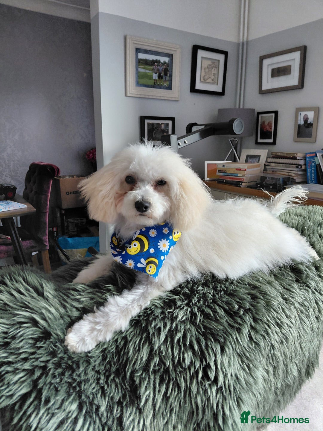 Maltipoo dogs for sale: Maltipoo 1 year old  - Advert 1