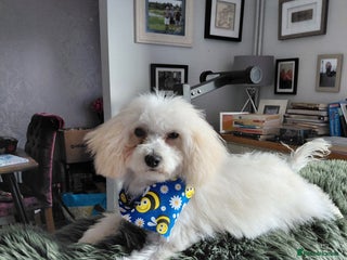Maltipoo dogs Maltipoo 1 year old - Advert 1