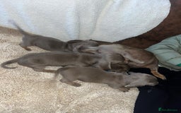 Miniature Dachshund dogs for sale: Miniature Dachshund Puppies - Image 8