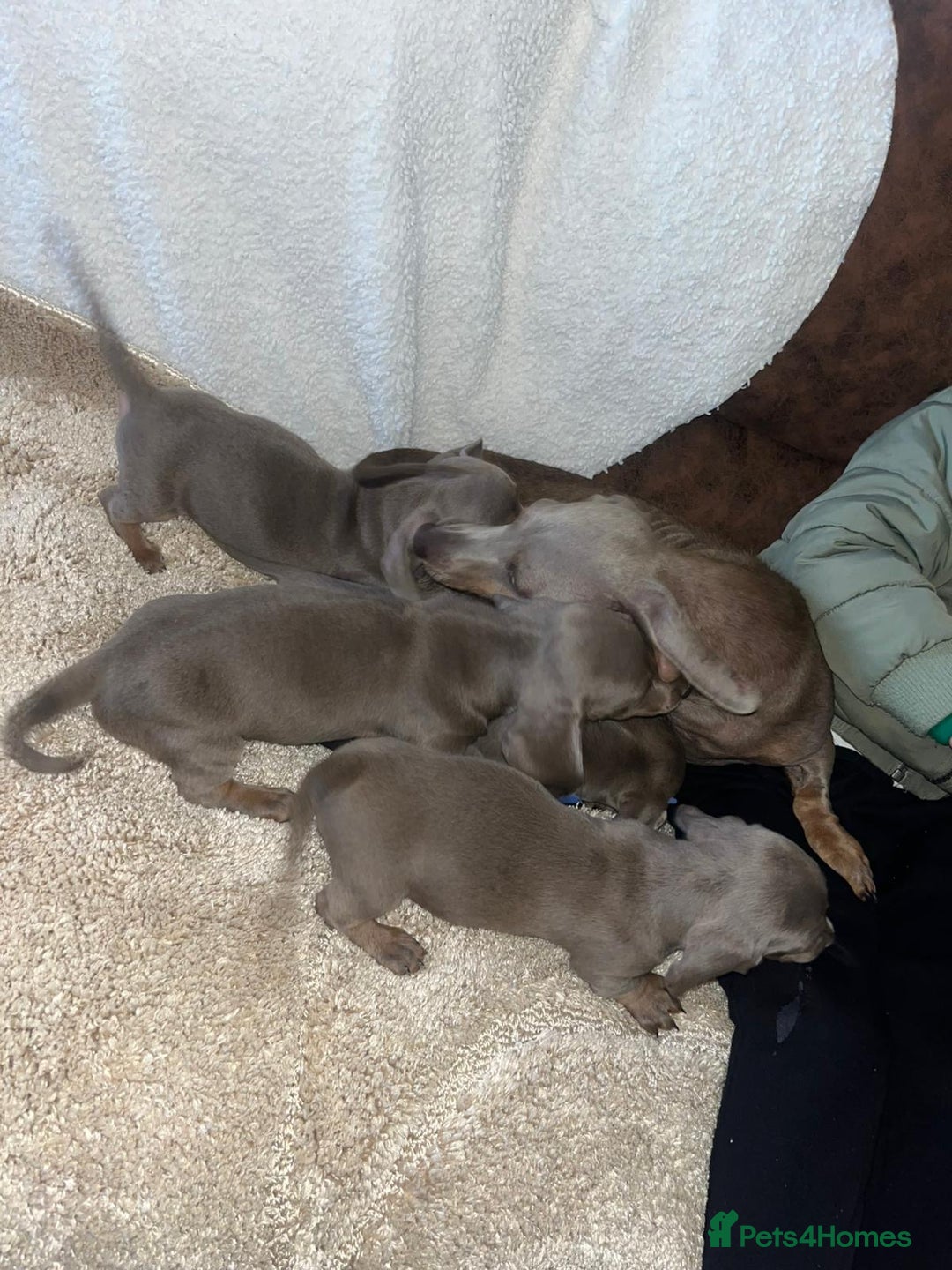 Miniature Dachshund dogs for sale: Miniature Dachshund Puppies - Image 8
