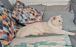 British Shorthair cats for sale: British shorthair boy - Image 2