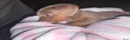 Dachshund dogs for sale: Miniature dachshund  - Advert 3