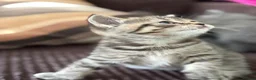 British Shorthair cats for sale: British shorthair tabby chocolate and blue girls - Advert 6