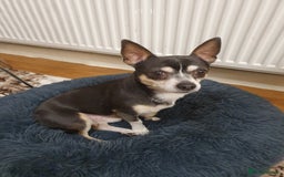 Chihuahua dogs for sale: Male chihuahua for adoption  - Image 5