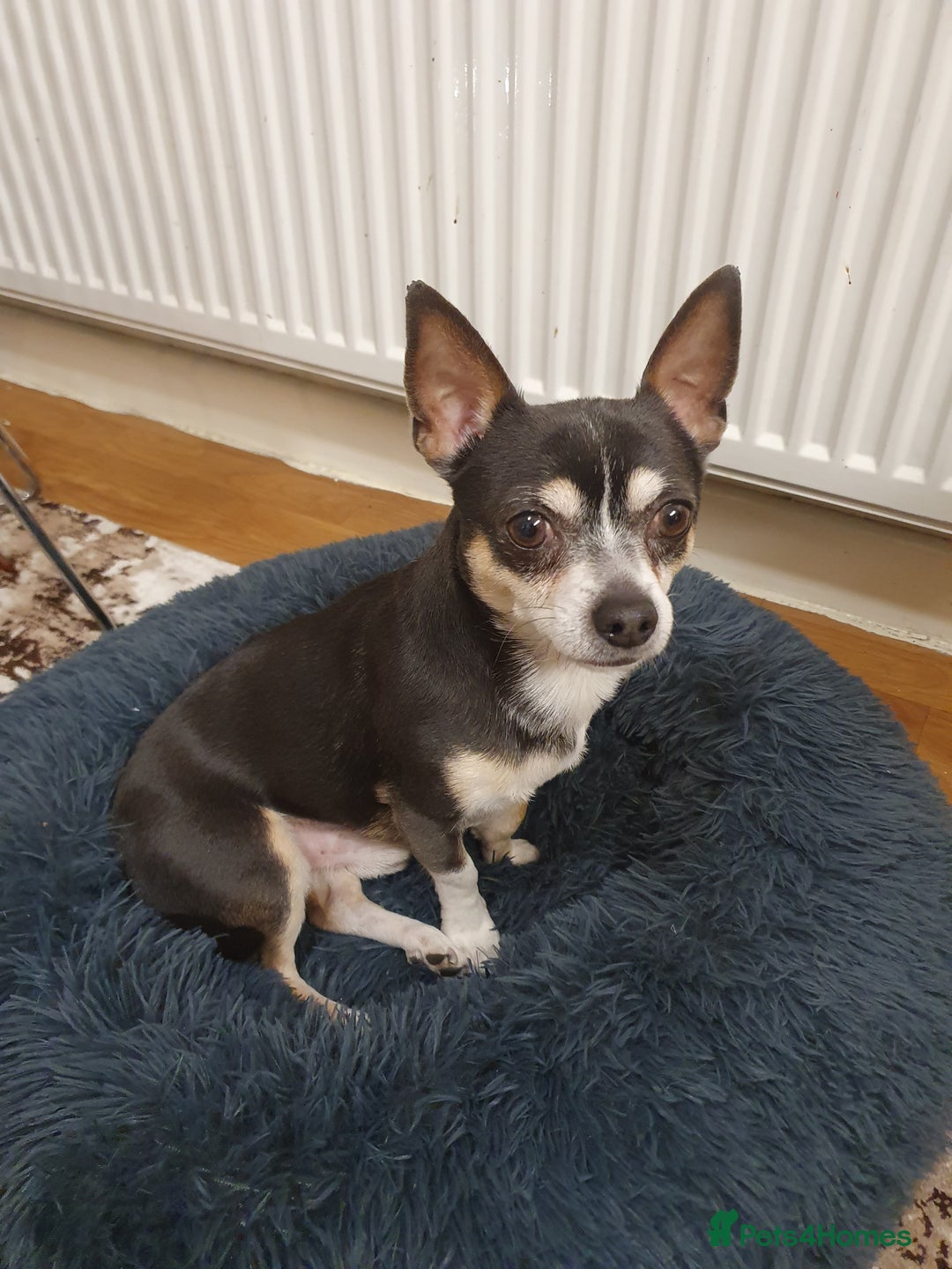Chihuahua dogs for sale: Male chihuahua for adoption  - Image 5