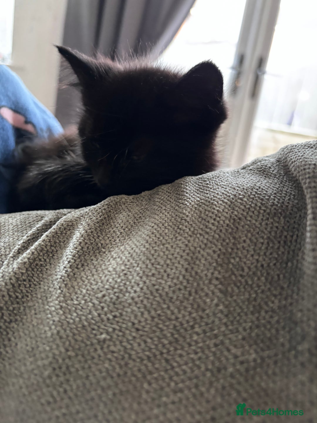 Mixed Breed cats for sale: Beautiful fur babies  - Advert 3