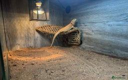 Bearded Dragon reptiles for sale: dragon with full setup - Image 2