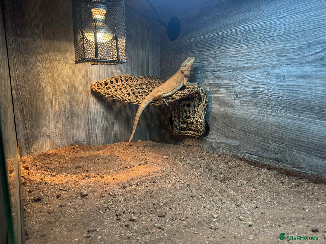 Bearded Dragon reptiles for sale: dragon with full setup - Image 2