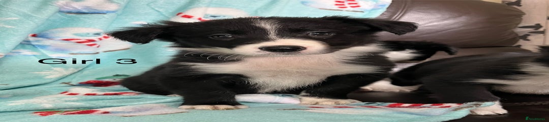 Border Collie Puppy 7