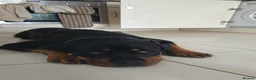 Rottweiler dogs for sale: Male 8 month old rottweiller  - Advert 3