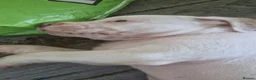 American Bulldog dogs for sale: My last baby boy - Advert 11