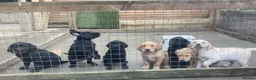 Labrador Retriever dogs for sale: KC Registered Working Labrador Retriever Puppies - Advert 3