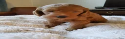 Labradoodle dogs for sale: Miniature Red & Taupe Labradoodle Puppies - Advert 22