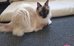 Ragdoll cats for sale: Oscar and barbe beautiful ragdol cats - Image 8