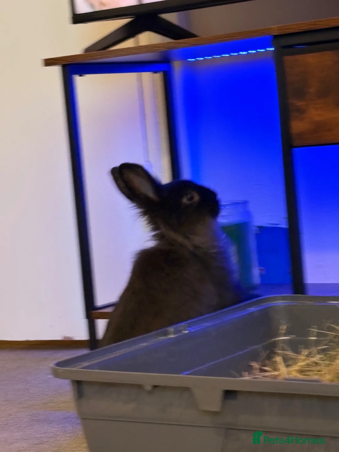 Lionhead rabbits for sale: Black lionhead bunny in Halesowen - Advert 2