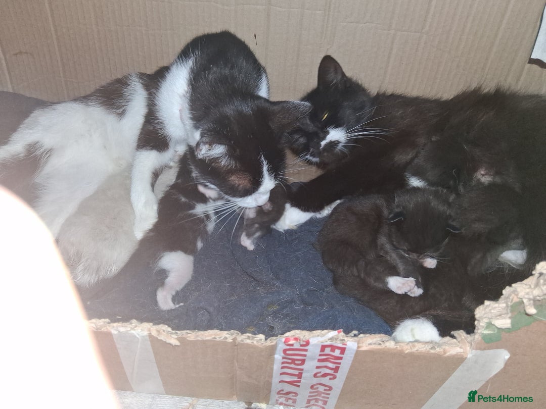Mixed Breed cats for sale: 3 wonderful kittens - Image 6