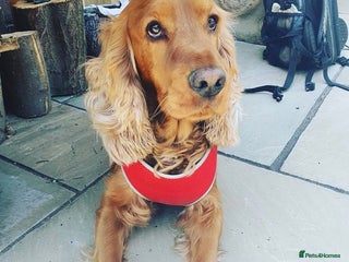 Cocker Spaniel dogs in Rotherham - Advert 16