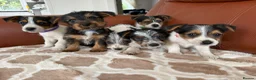 Yorkshire Terrier dogs for sale: Yorkshire terrier puppies - Advert 3
