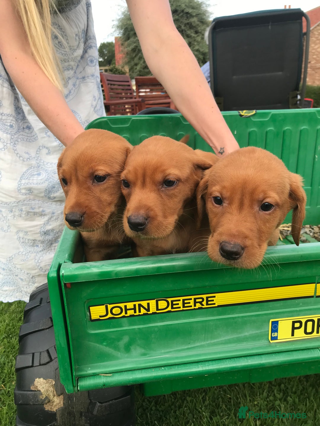 Labrador Retriever dogs for sale: Fox Red Labrador Puppies for sale - Image 4