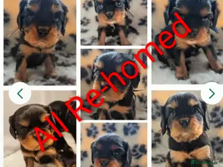 Cavalier King Charles Spaniel dogs Black & Tan Cavalier King Charles Spaniel Puppies - Advert 3