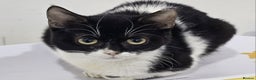 Mixed Breed cats for adoption: Felicity - Advert 5