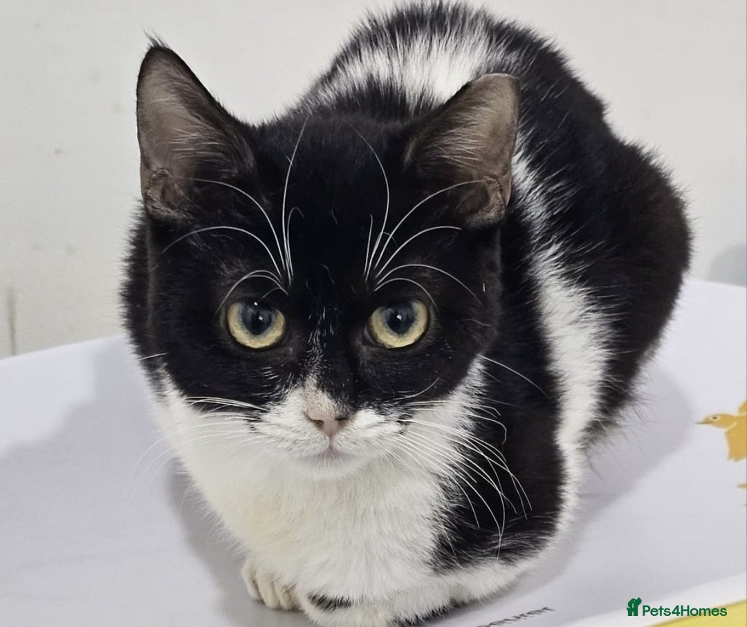 Mixed Breed cats for adoption: Felicity - Advert 5