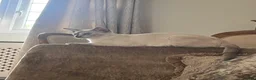 Siamese cats for sale: Two female siamese kittens  - Advert 5
