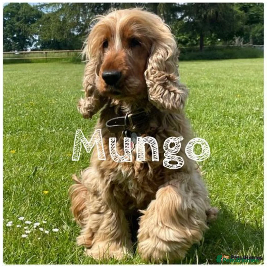 Cocker Spaniel dogs for stud: *Mungo* GOLDEN Show Cocker PEDIGREE BEST TESTED in Bradford-on-Avon - Advert 5