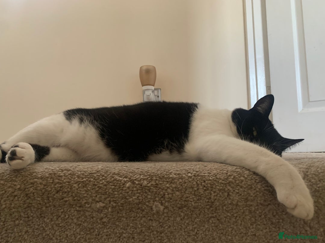 Domestic Shorthair cats for sale: 2 black & white sisters  - Advert 7