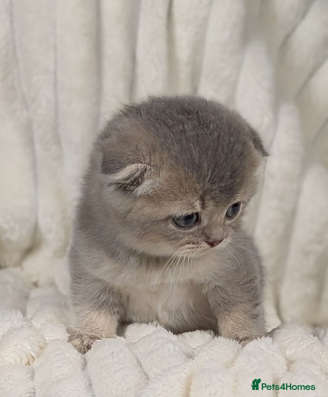 Scottish Fold cats for sale: 🐾TICA red ❣️SCOTTISH Fold•Straight - Advert 12