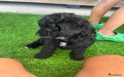 Shihpoo dogs for sale: Toy shihpoo  - Image 1