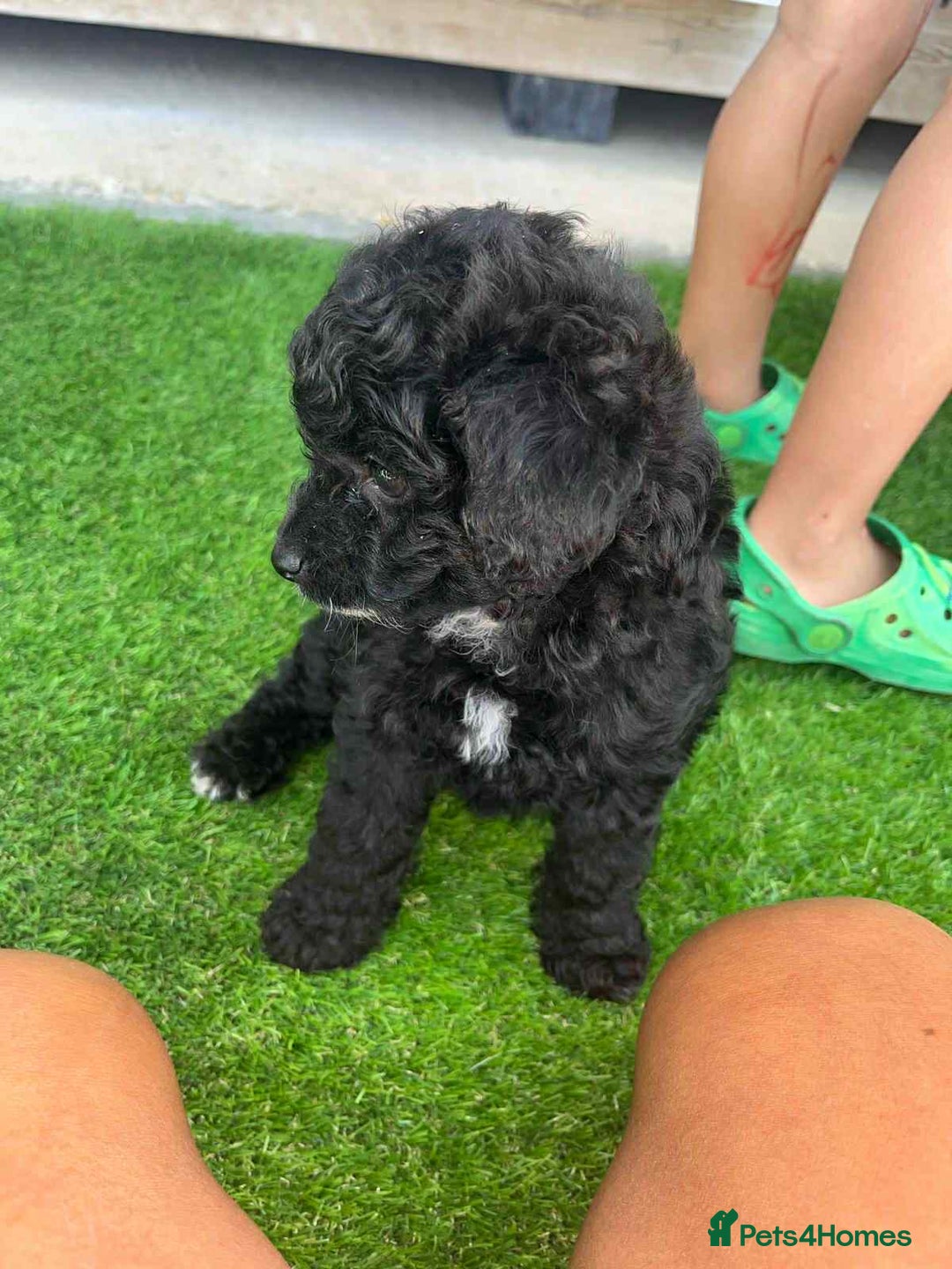 Shihpoo dogs for sale: Toy shihpoo  - Image 1
