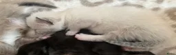 Mixed Breed cats for sale: Siamese/domestic shorthair kittens - Advert 3