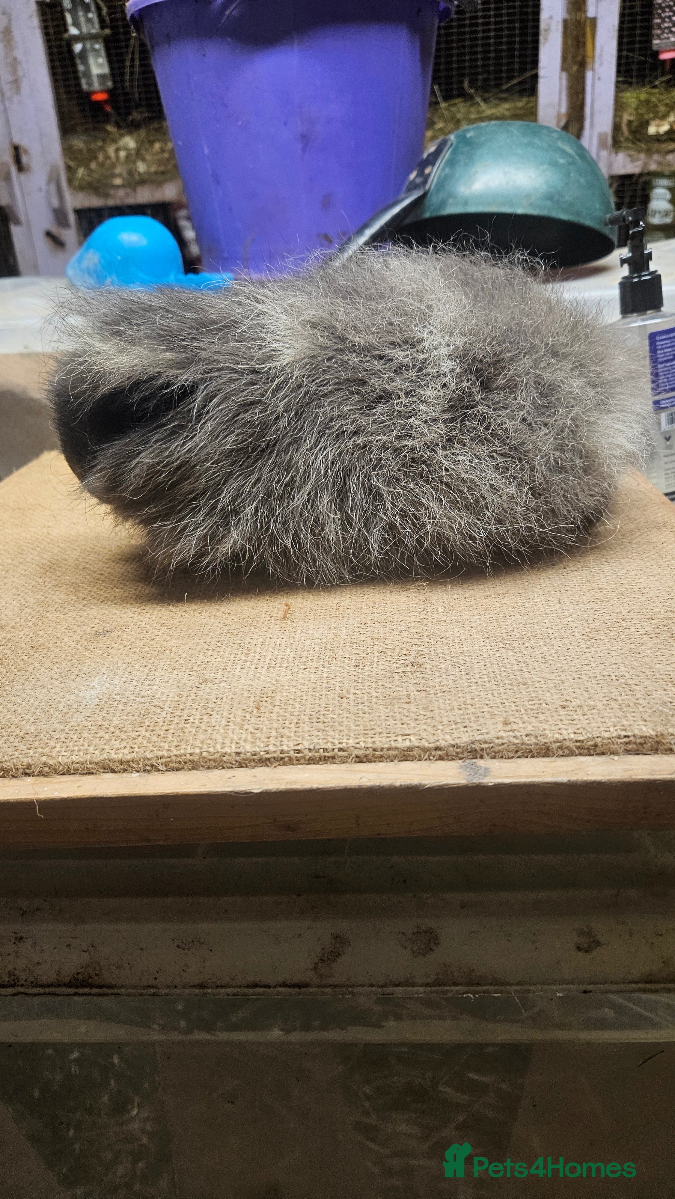 Guinea Pig rodents Rare minipli breeding trio, plus young pet sows - Advert 17