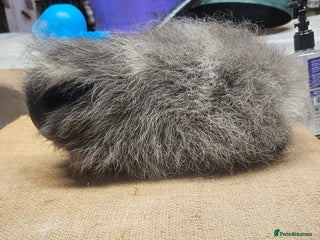 Guinea Pig rodents Rare minipli breeding trio, plus young pet sows - Advert 20