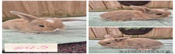 Mini Lop rabbits for sale: Ready to be reserved - Advert 5