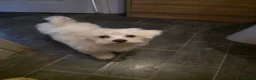 Bichon Frise dogs for sale: Mikey in Gloucester - Advert 3