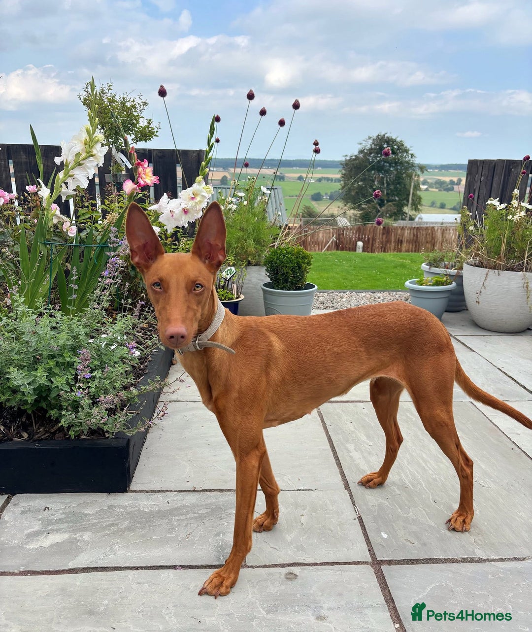Mixed Breed dogs for sale: Pharaoh hound x whippet puppies  - Image 17
