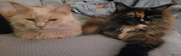 Maine Coon cats for sale: Gorgeous male and female maine coons - Advert 2