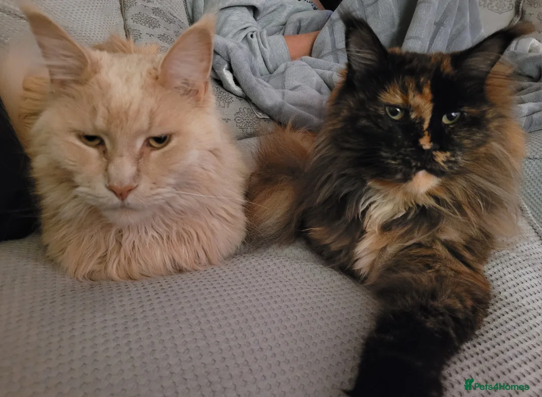 Maine Coon cats for sale: Gorgeous male and female maine coons - Advert 2