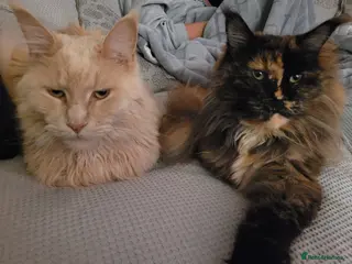 Maine Coon cats Gorgeous male and female maine coons in Kettering - Advert 14