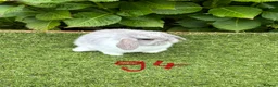 Mini Lop rabbits for sale: Pure bred mini lops baby rabbits. - Advert 12