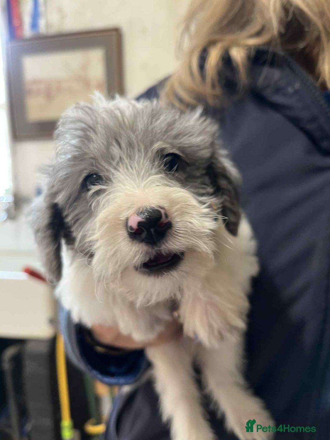 Jackapoo dogs for sale: Beautiful Jackapoo Puppies, READY NOW - Image 3