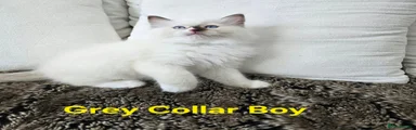 Ragdoll 3