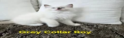 Ragdoll cats for sale: Adorable Ragdoll kittens looking for loving homes! - Advert 18