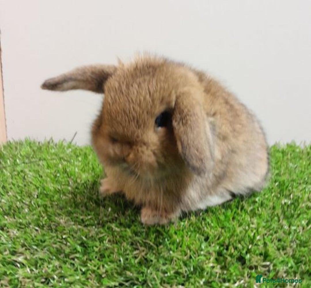 Mini Lop rabbits for sale: Vaccinated wellhandled Mini Lop-please read advert - Image 3