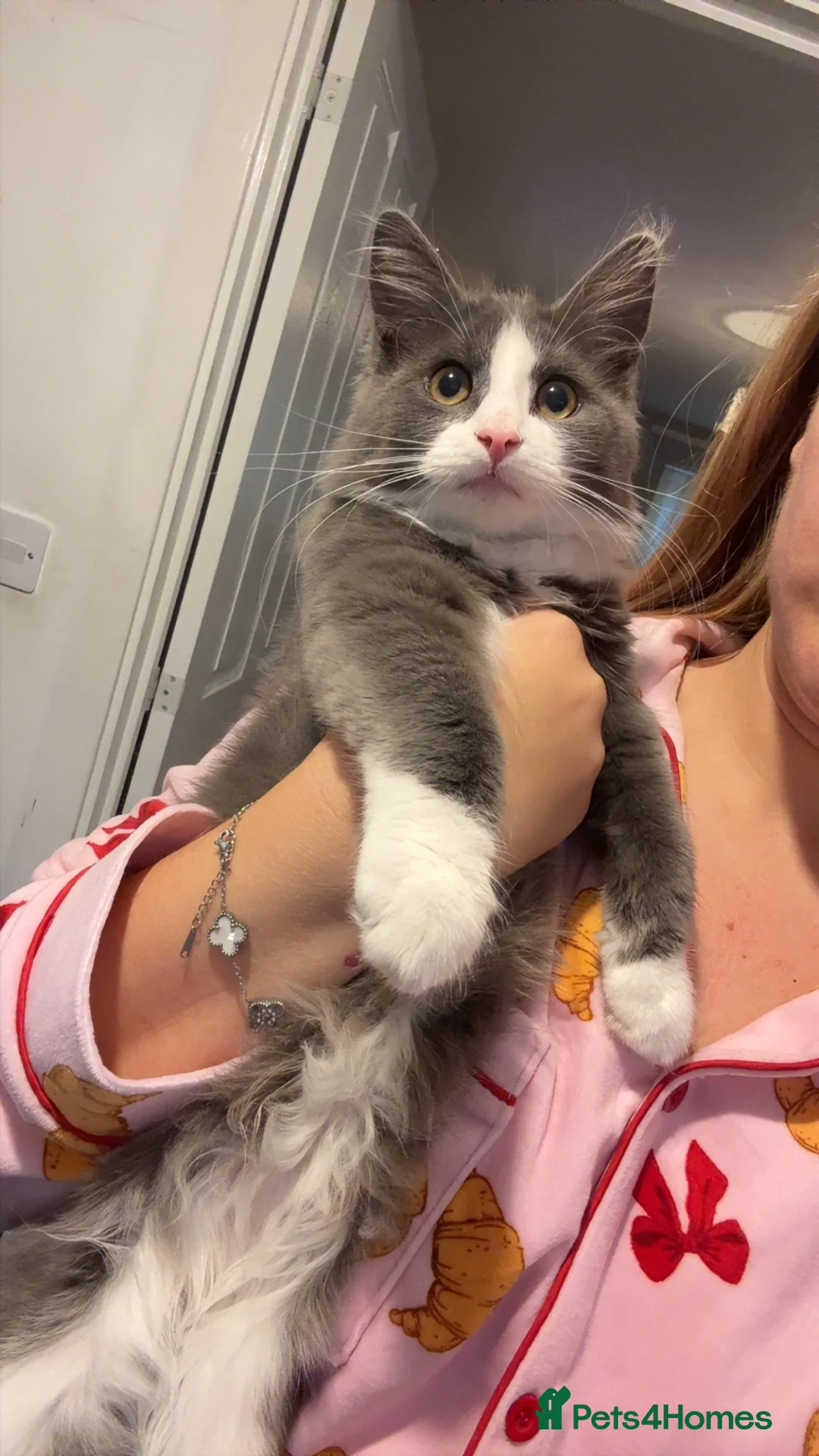Mixed Breed cats for sale: Blue is up for sale again  - Advert 2